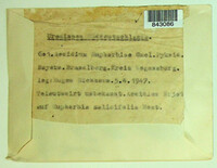 Endophyllum euphorbiae-sylvaticae image